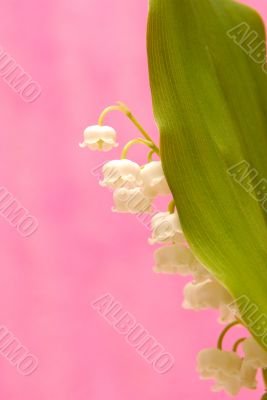 lily of the valley