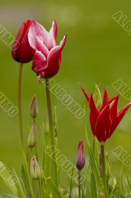 tulip
