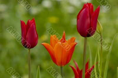 tulip