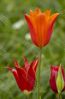tulip