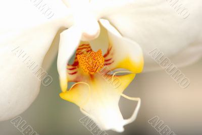 White Orchid