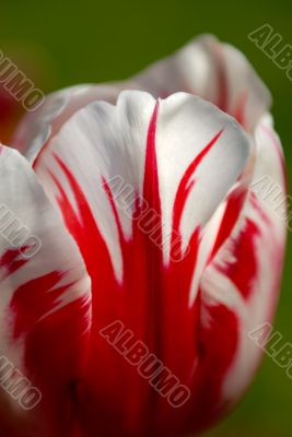 tulip
