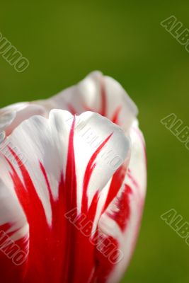 tulip