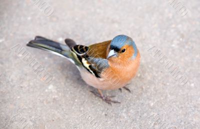 chaffinch on sidewalk