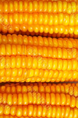 Corn background