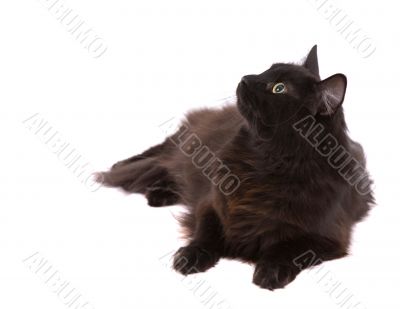 Black cat