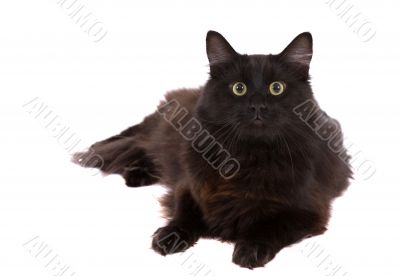 Funny catface