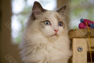Regal