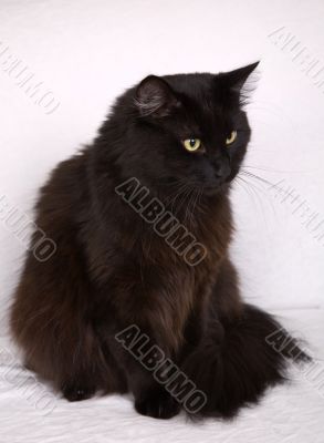 Black cat