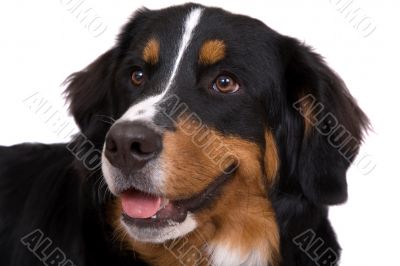 Dog portrait