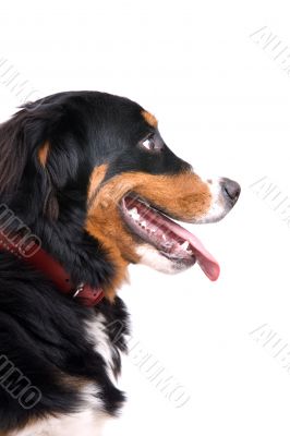Happy dog