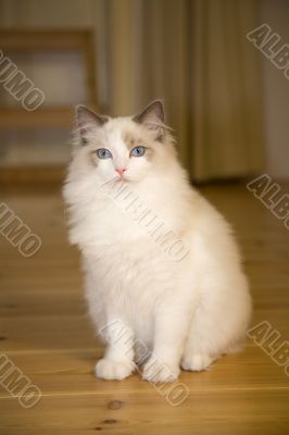 Ragdoll kitten