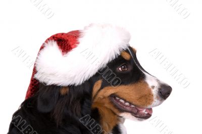 Christmas dog