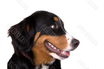 Bernese Mountain Dog
