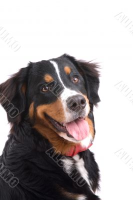 Happy dog
