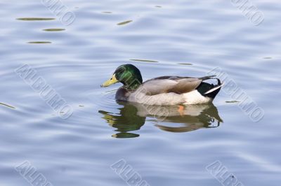 Mallard Wet Bill