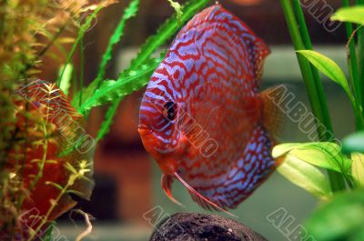 Discus fish