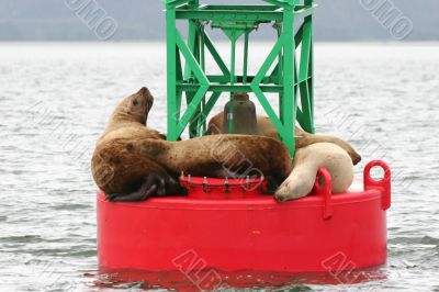 Sea lions resting