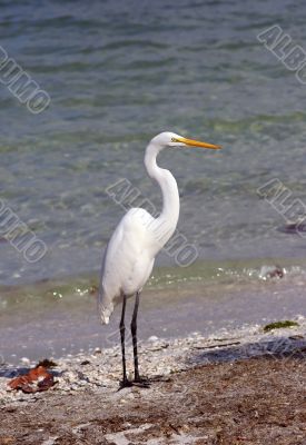 Heron 5