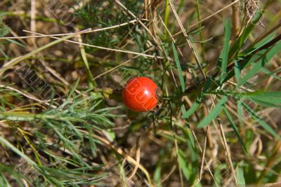 Ripe red hawthorn