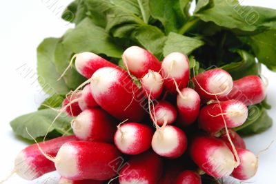 bunch of radish