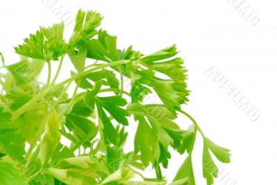 fresh parsley