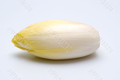 chicory