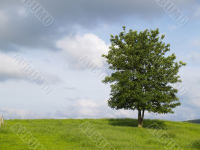 lonely tree