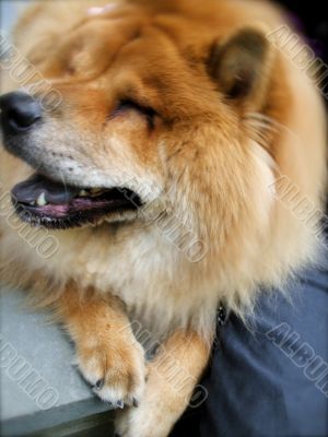 Red Chow Chow Dog