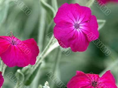 pink flowers