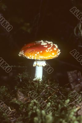 Poisonous amanita mushroom
