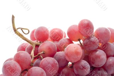 red grape close-up