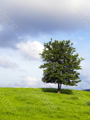 lonely tree
