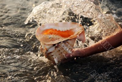 Conch shell