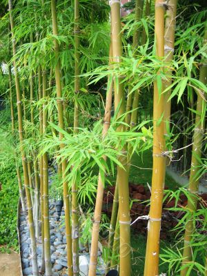 Bamboo Garden 2