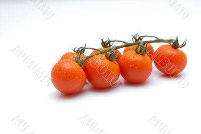 tomato