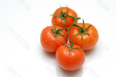 tomato