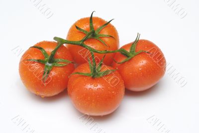 tomato