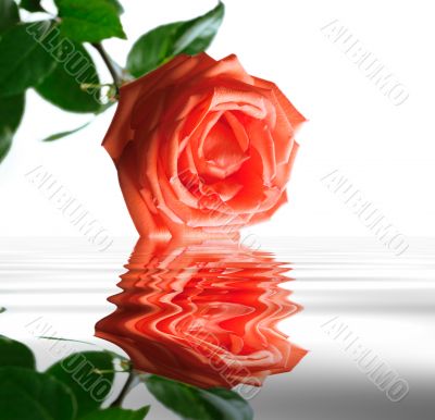 Beautiful red rose