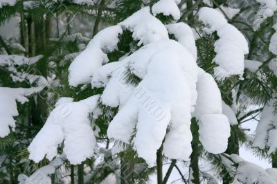 branch of an evergreen tree