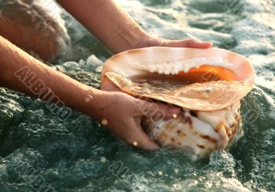 Conch shell