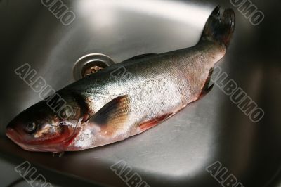 Fresh fish