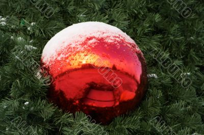 christmas fur-tree