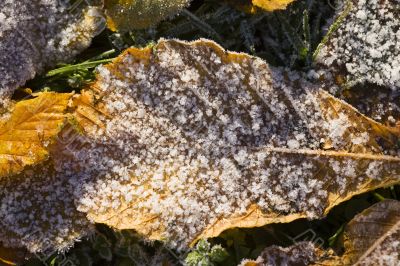 first frost in autumn