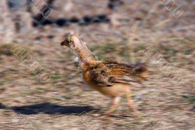 chicken run