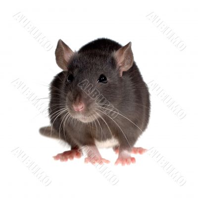 funny rat