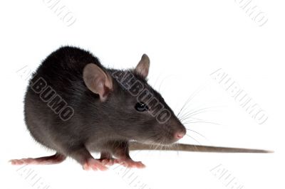 small rat