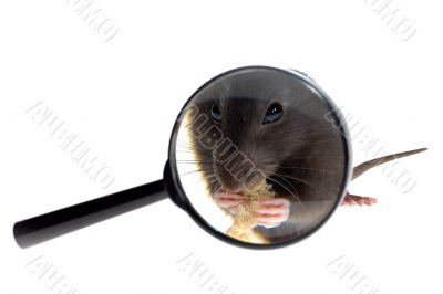 magnifying glass focused on rat`s nose