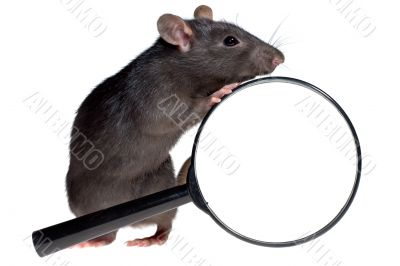 funny rat and magnifying glass