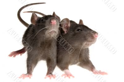 two rats